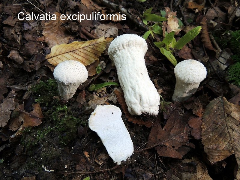 Calvatia excipuliformis-amf367.jpg - Calvatia excipuliformis ; Syn1: Lycoperdon excipuliforme ; Syn2: Lycoperdon saccatum ; Non français: Calvatie en coupe